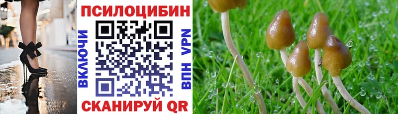 купить наркоту  Судогда  Псилоцибиновые грибы Cubensis 